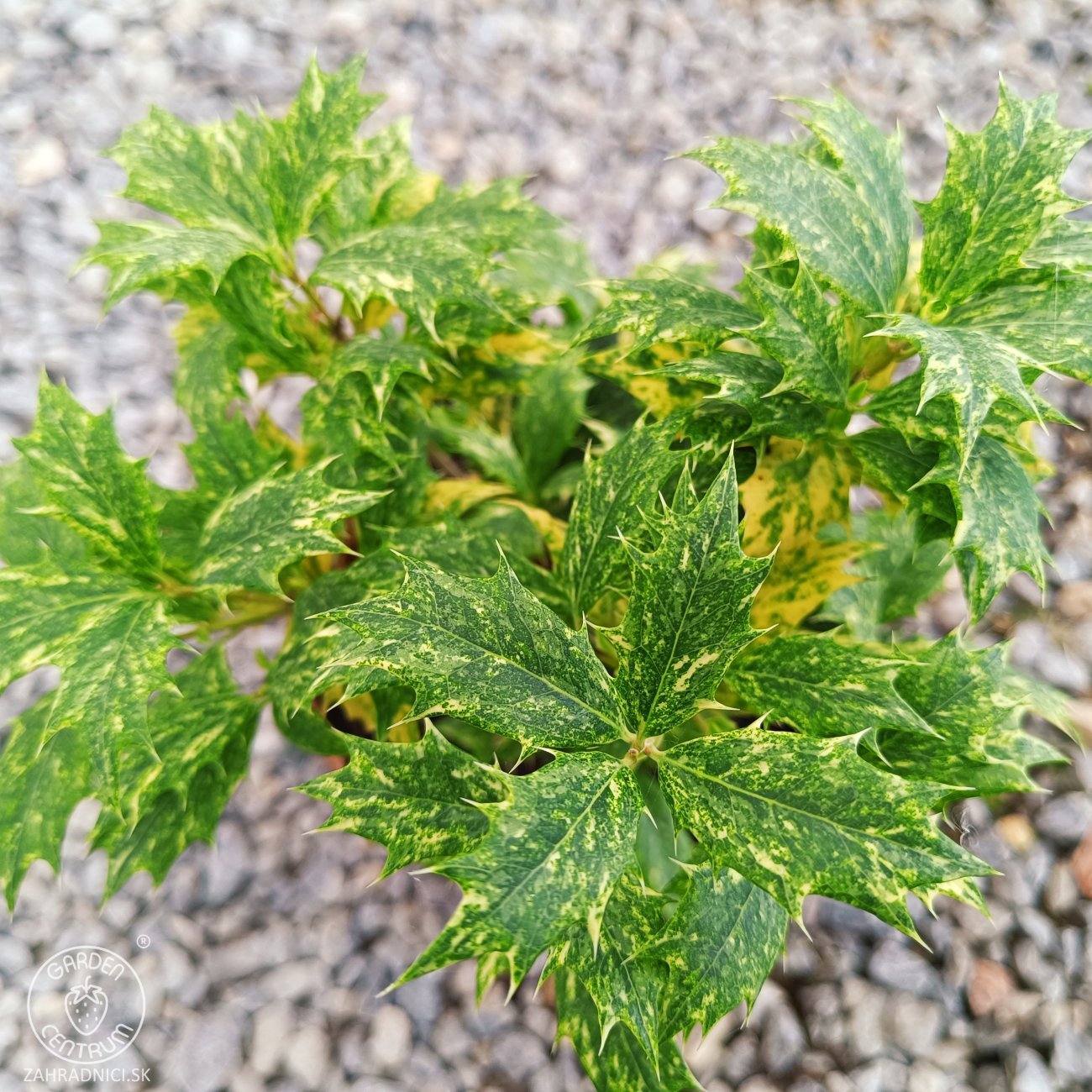 Obrázok Osmant rôznolistý (Osmanthus heterophyllus) ‘TRICOLOR’ - výška 20-30 ks, kont. C2L